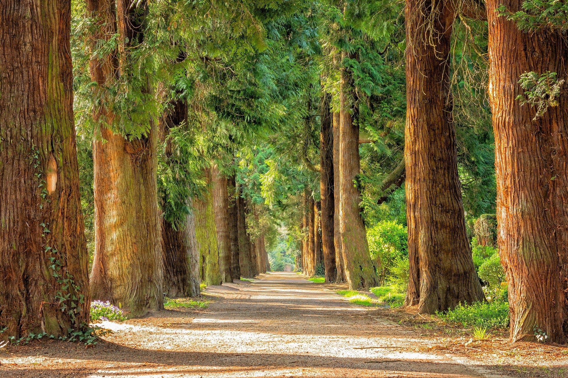 a road amidst a forestry of trees