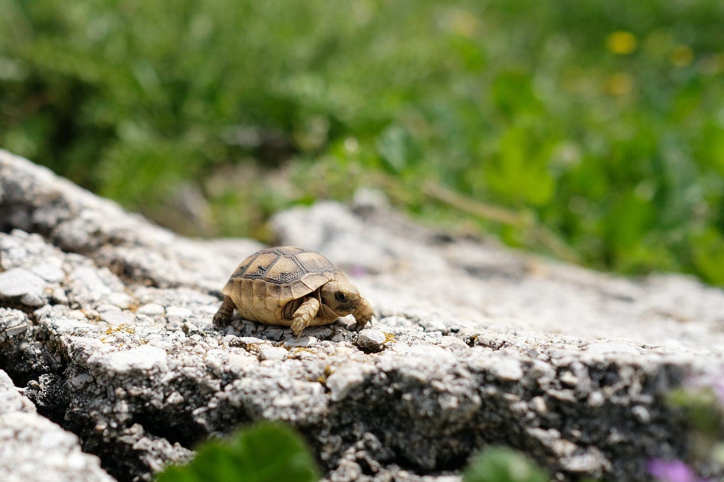 Breaking Out of the Shell