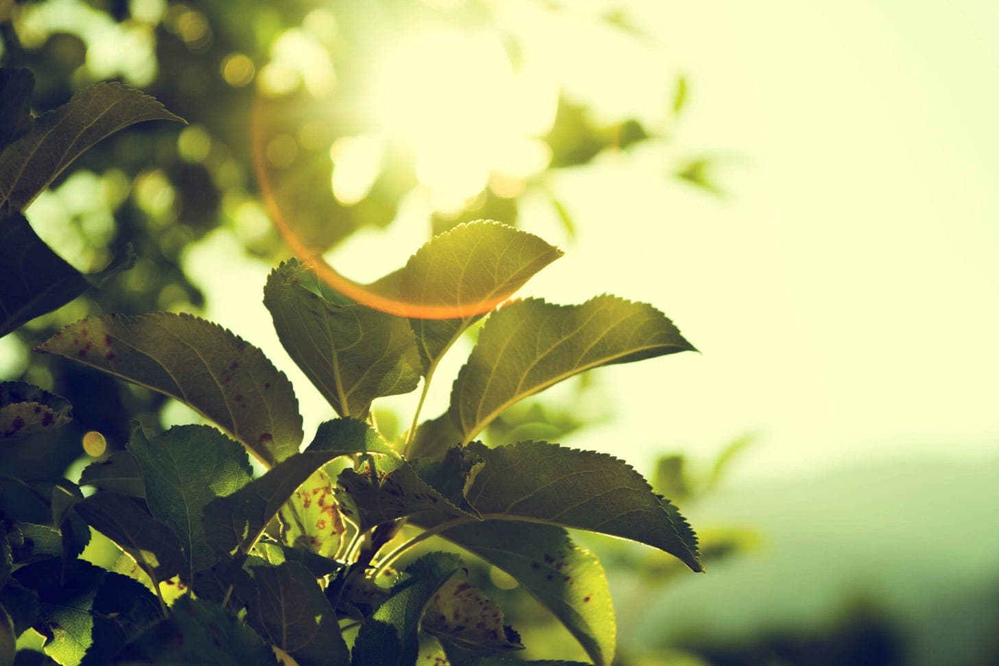 Balancing Energy and Trust