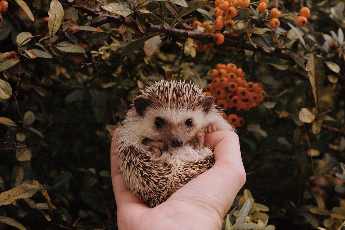 Photo by Sierra NiCole Narvaeth on Unsplash